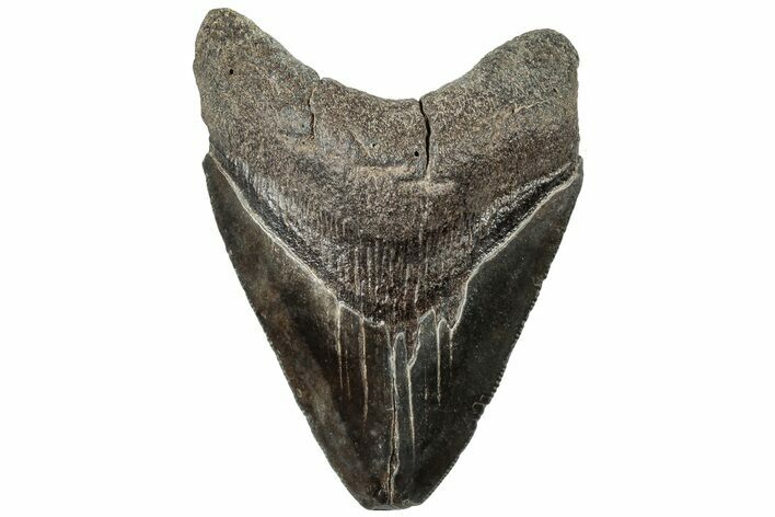 Serrated, Fossil Megalodon Tooth - South Carolina #310072